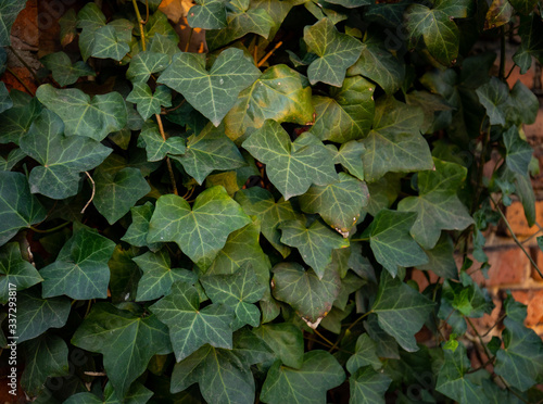 Colorful autumn three-leaf creeper © Wojciech