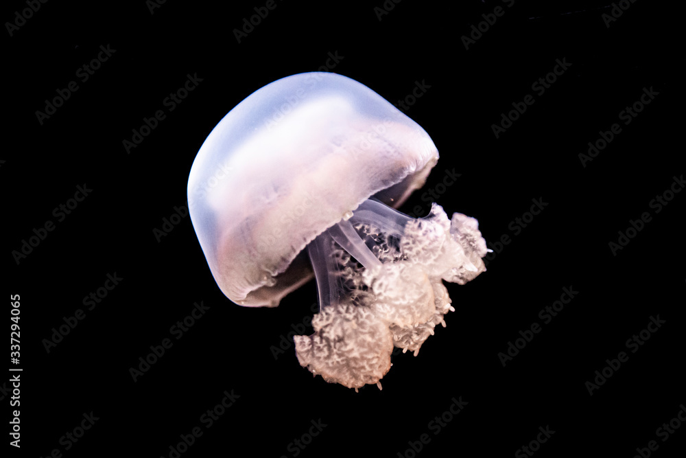 detail of small jellyfish, macro photography detail of small jellyfish, macro photography