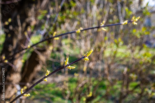 
spring nature, flowering, early spring, nature, tree branches
