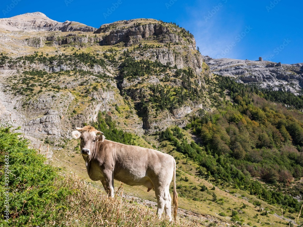 Young alpine cow in the area of 