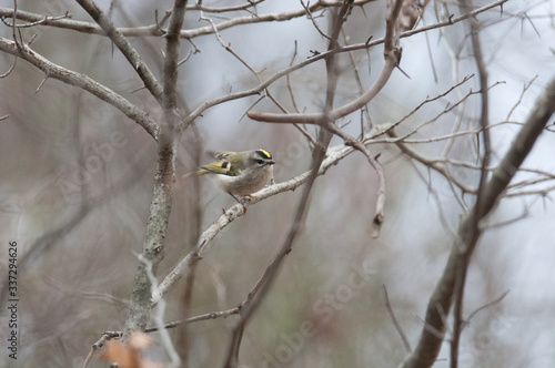 Golden-Crowned Kinglet photo