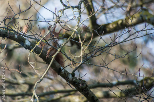 Eichhörnchen