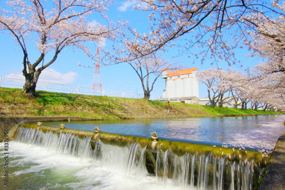 Obraz premium 五条川 桜