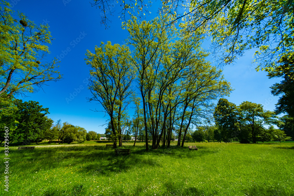 Fototapeta premium Grass and trees in the summer park in the early morning