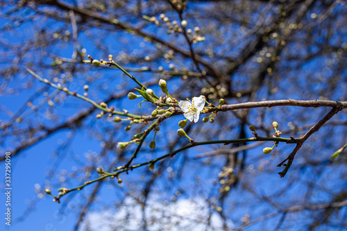 
spring nature, flowering, early spring, nature, tree branches