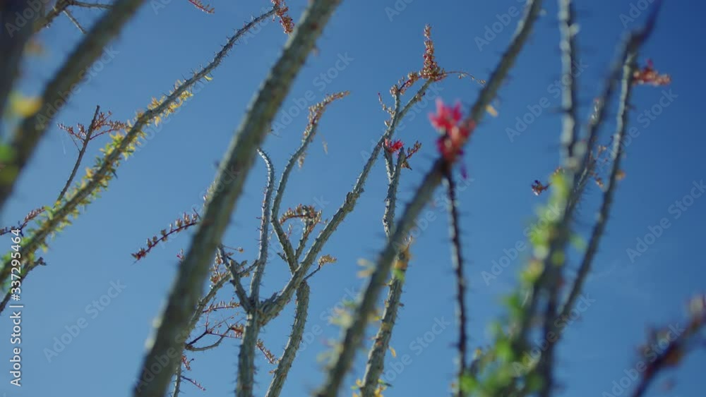Sunny medium of Ocotillo desert plant, foregrounding a clear blue sky. Sunny medium of Ocotillo desert plant, foregrounding a clear blue sky.