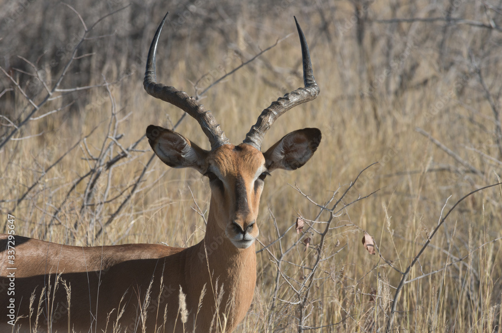 Fototapeta premium antilope africana