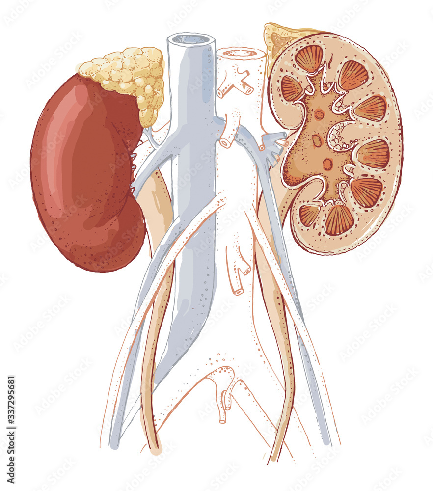 Human Kidney Diagram Hand Draw Vintage Engraving Style Black and White  Clipart Isolated on White Background Stock Illustration - Illustration of  arteries, inspiration: 237098644