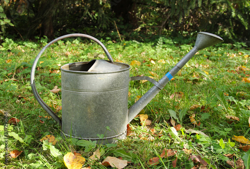 metal watering can in the garden in autumn