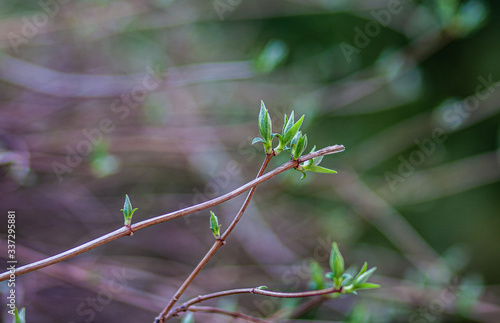 
spring nature, flowering, early spring, nature, tree branches