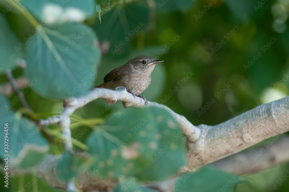 Fototapeta premium House Wren