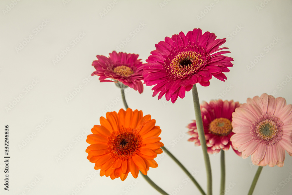 pink gerber flowers pink gerber flowers