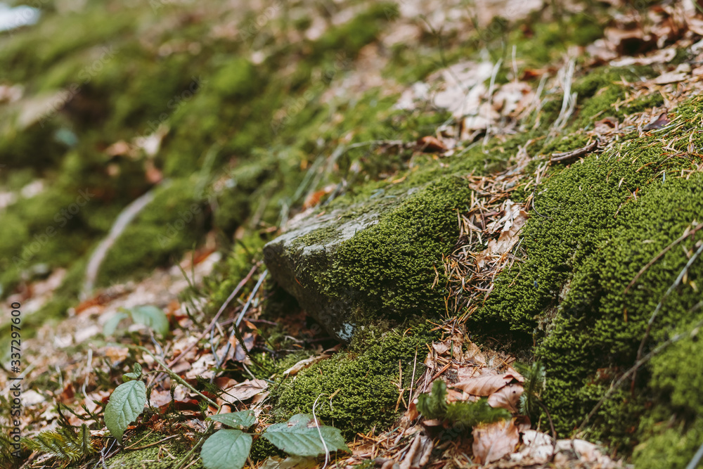 Spring forest, mountains, macro, lake, rocks Spring forest, mountains, macro, lake, rocks