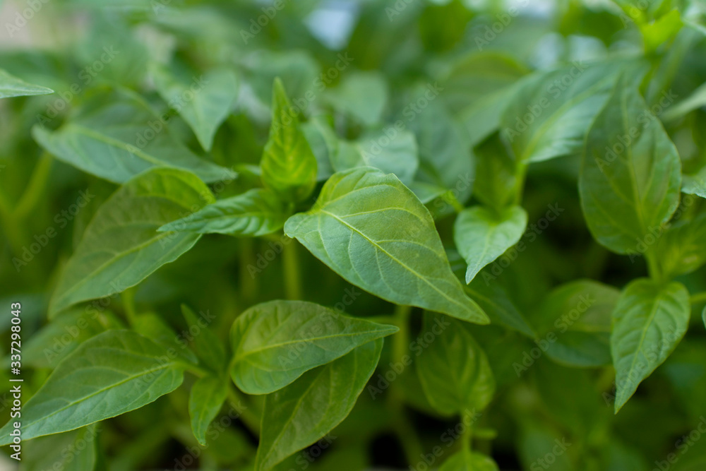 plant seedlings or green houseplants close up in daylight macro photography plant seedlings or green houseplants close up in daylight macro photography
