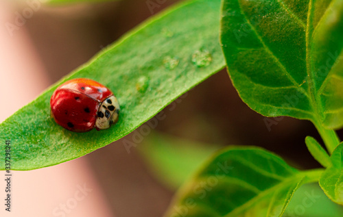 close-up of a red ladybug on a green plant