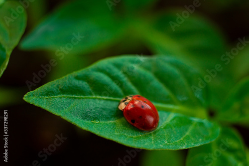 close-up of a red ladybug on a green plant © Екатерина Шелудько