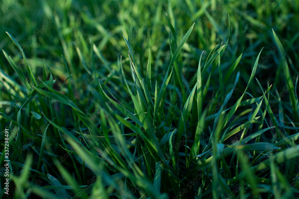 Obraz premium bright green field of short grass, lawn, young wheat for background