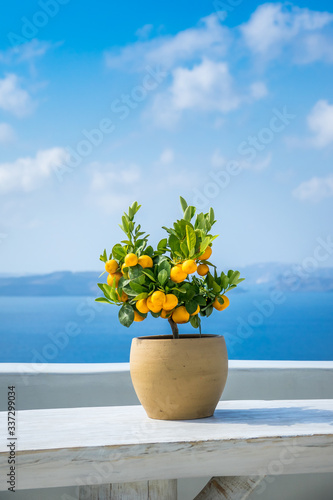 Slika na platnu Little potted lemon tree against the blue sea