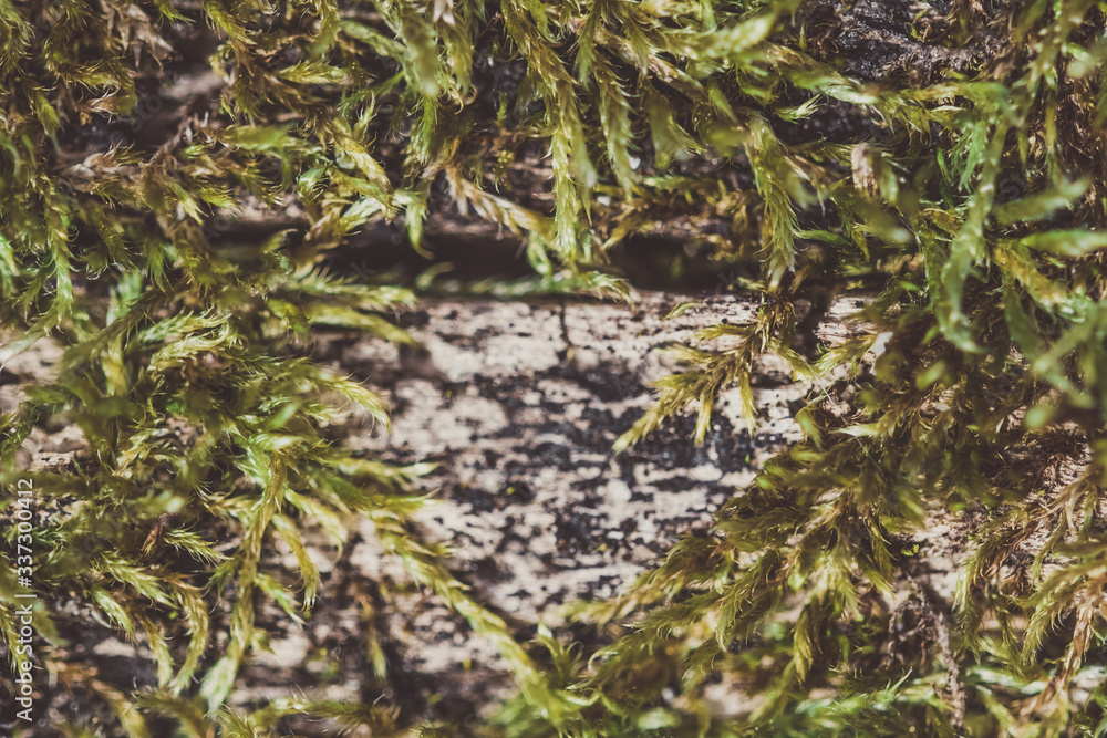 green moss on the tree trunk. Heart shaped green moss on the tree trunk. Heart shaped