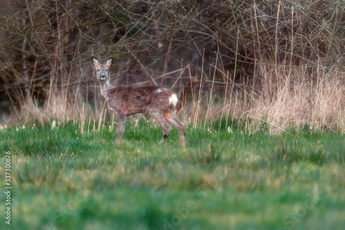 Fototapeta Naklejka Na Ścianę i Meble -  Roe deer in meadow at forest edge looking towards camera.