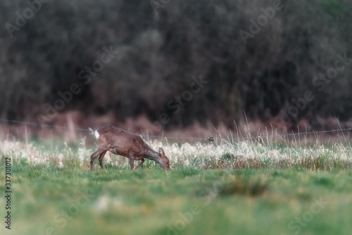 Grazing roe deer in countryside.