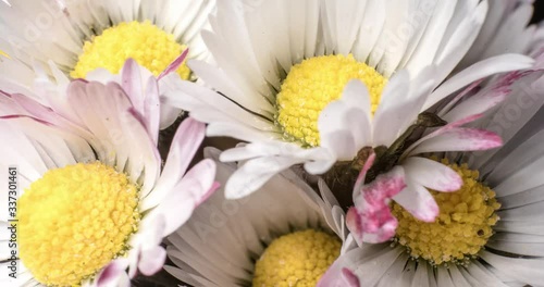 many white and pink daisy flowers open up together, macro timelapse 4k 30fps