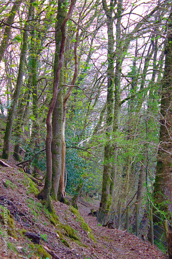 Obraz premium footpath in the woods