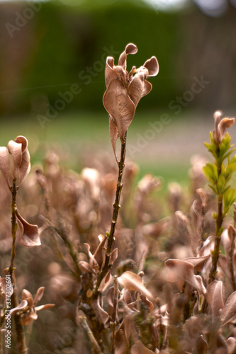 withered plant with blur background