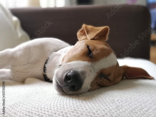 Jack Russell Terrier, śpiący pies, psina, piesek , mały pies słodko śpi  © Wojciech