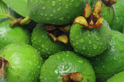 Very fresh young guava fruit is green