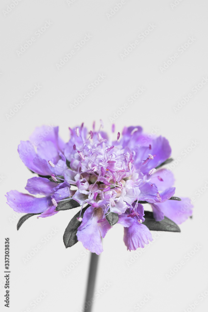 Obraz premium 白背景の紫色の花