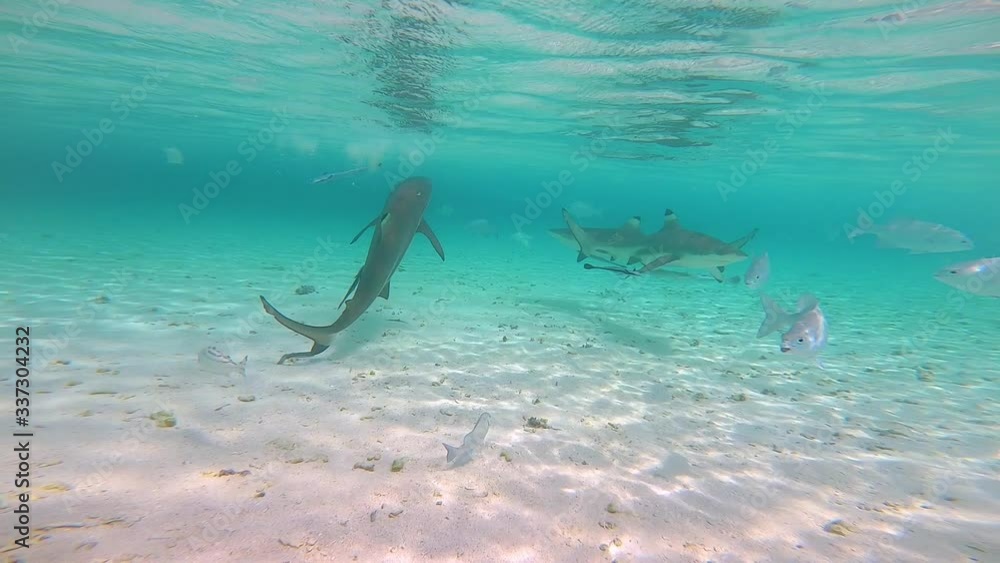 custom made wallpaper toronto digitalSeveral reef sharks swimming around a sandy beach area looking for food.
