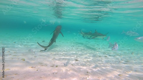 Wallpaper Mural Several reef sharks swimming around a sandy beach area looking for food. Torontodigital.ca