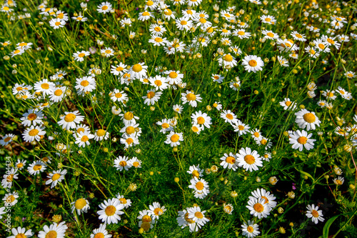 blooming daisy on a meadow in the sun