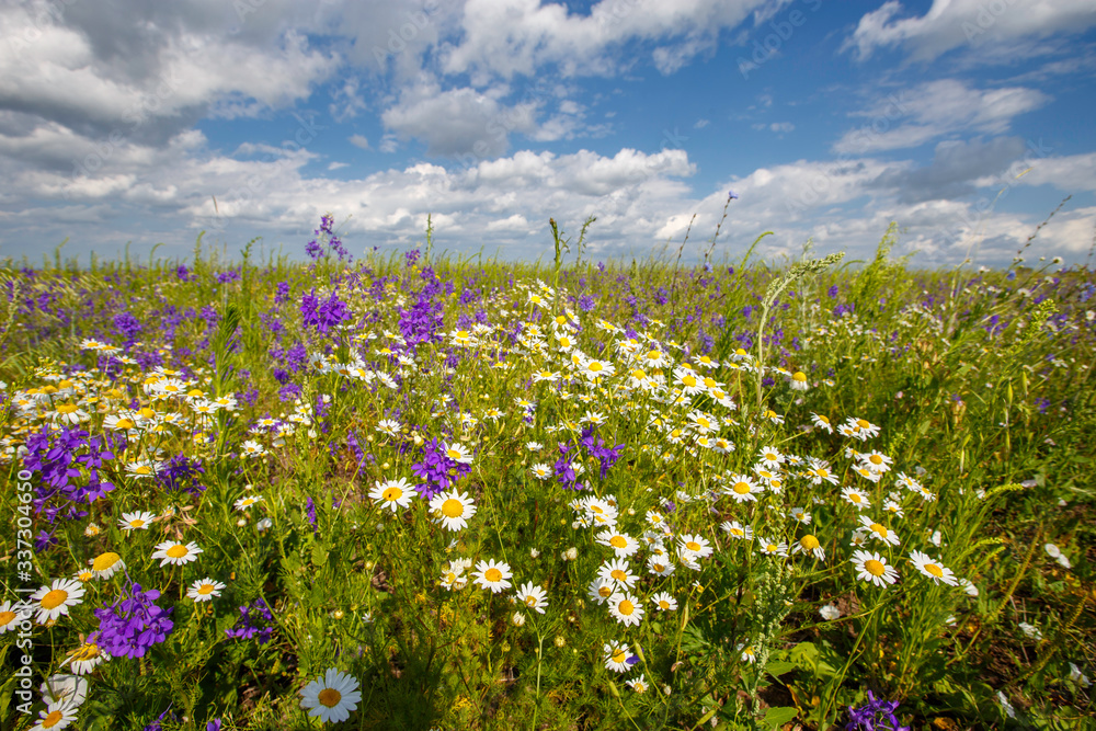 flowering meadow on a sunny day, cloudy sky
