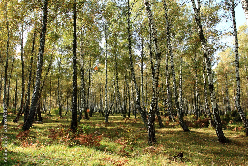 Fototapeta premium nature. The nature of Ukraine, birch grove.