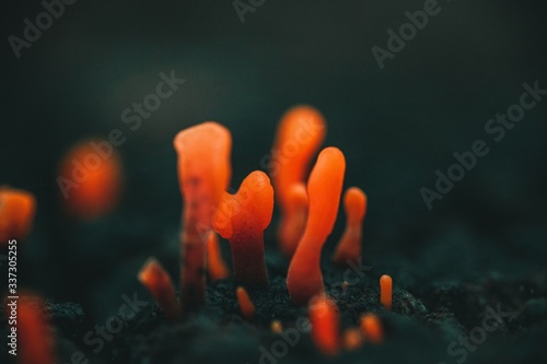 Closeup shot of orange fungi with blurred background photo