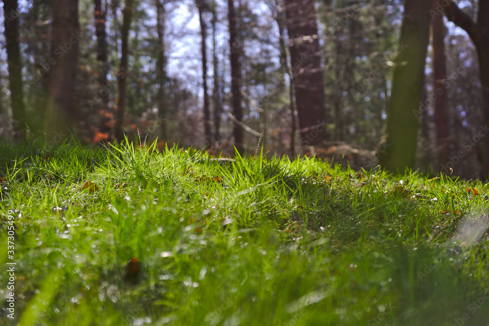 Fototapeta premium Grünes Gras auf einer Waldwiese im Sonnenlicht