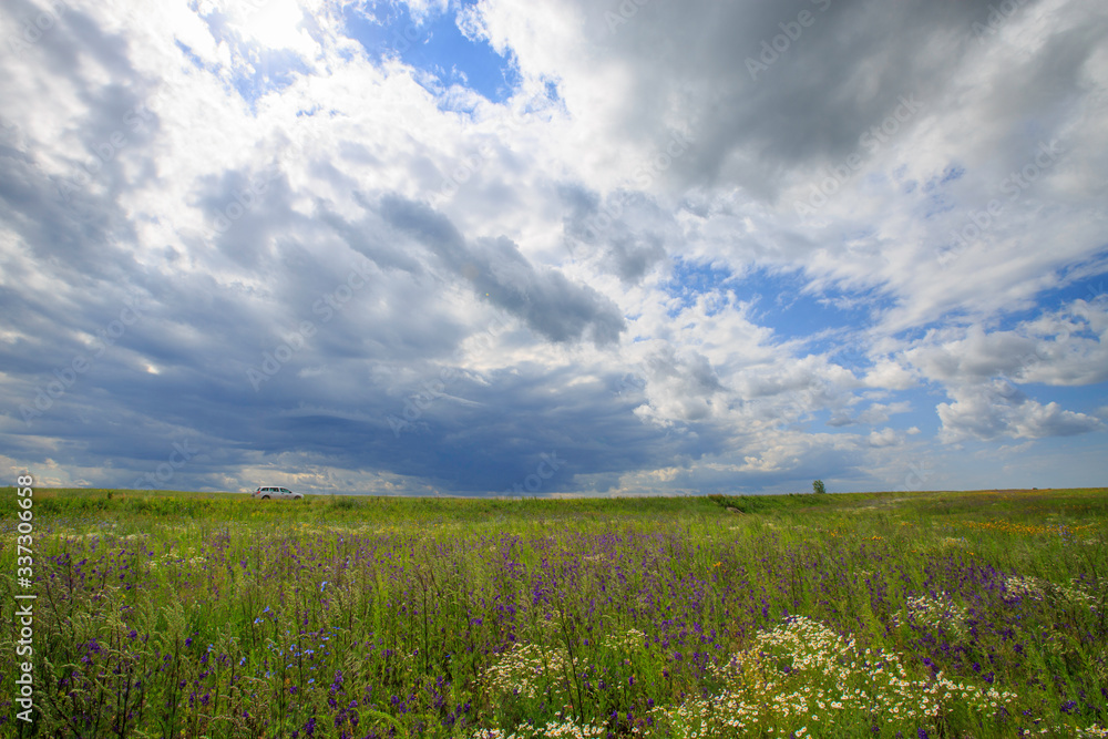 Obraz premium flowering meadow on a sunny day, cloudy sky