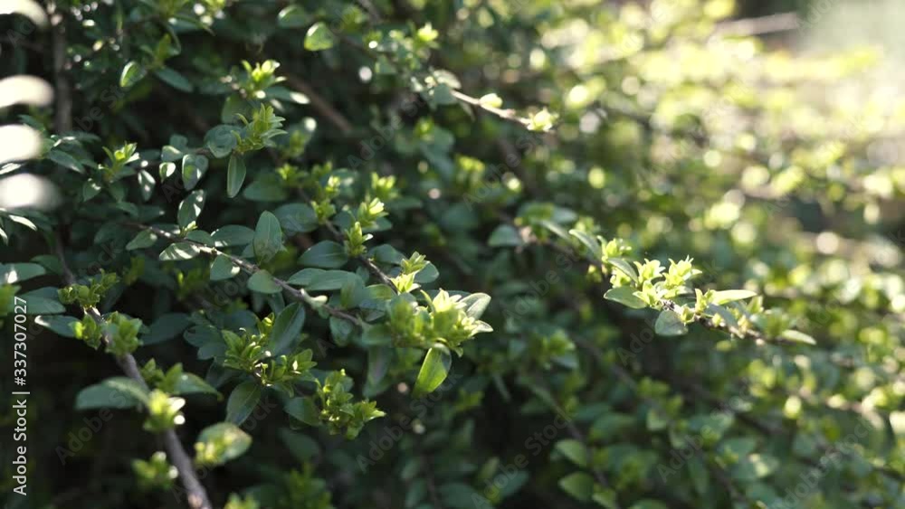 Close up of green leaves on a bush Close up of green leaves on a bush