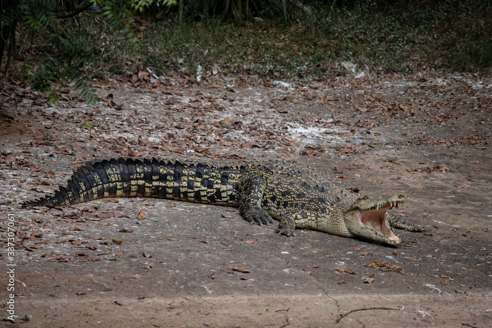 ATTACKING DANGEROUS ALLIGATOR ATTACKING DANGEROUS ALLIGATOR