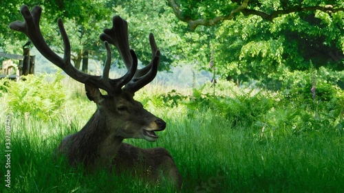 Deer   landscape    summer
