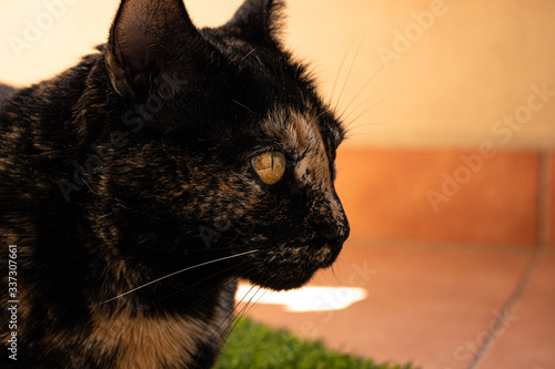 mirada de una gata callejera con los ojos amarillos en el balcón de la casa al sol photo