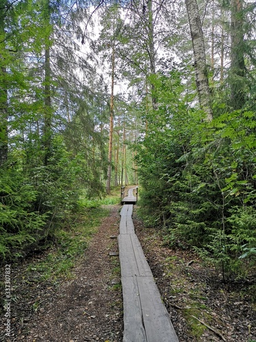 ścieżka w lesie nad jeziorem w Finlandii, drewniane kładki na podmokłym gruncie    photo