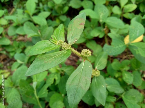 Wallpaper Mural Euphorbia hirta with natural background Torontodigital.ca