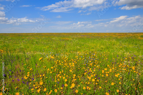 flowering meadow on a sunny day, cloudy sky © Андрей Пугачев