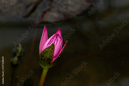 Pink water Lily or lotus in half bloom with dark background. Planting lotus is people s hobby in Asia