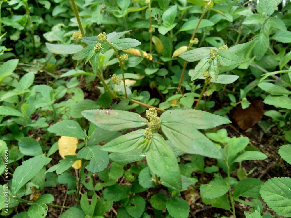 Euphorbia hirta with natural background Euphorbia hirta with natural background