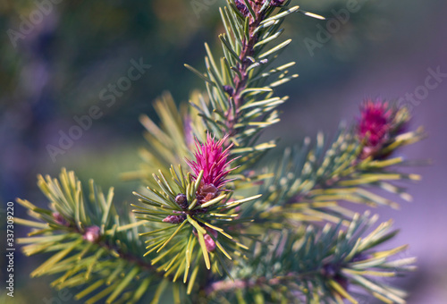 beautiful young pink  Douglas fir flowers in spring