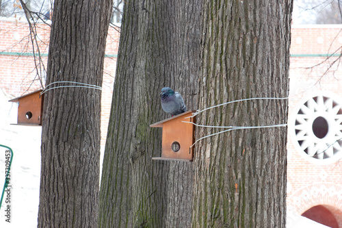 Bird in the snow early in the morning.